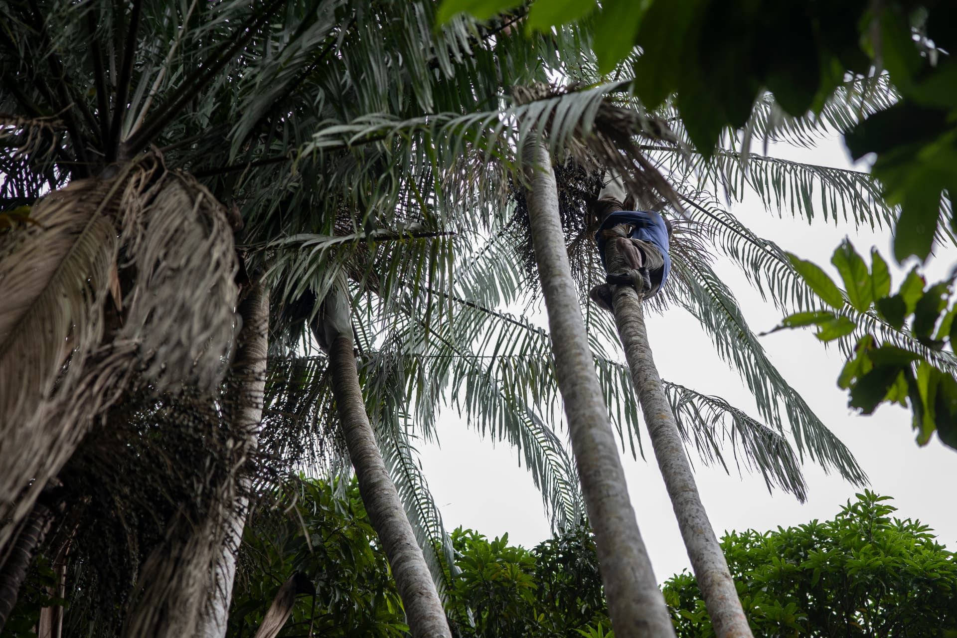 Extrativista subindo em palmeira de açaí para colher os cachos
