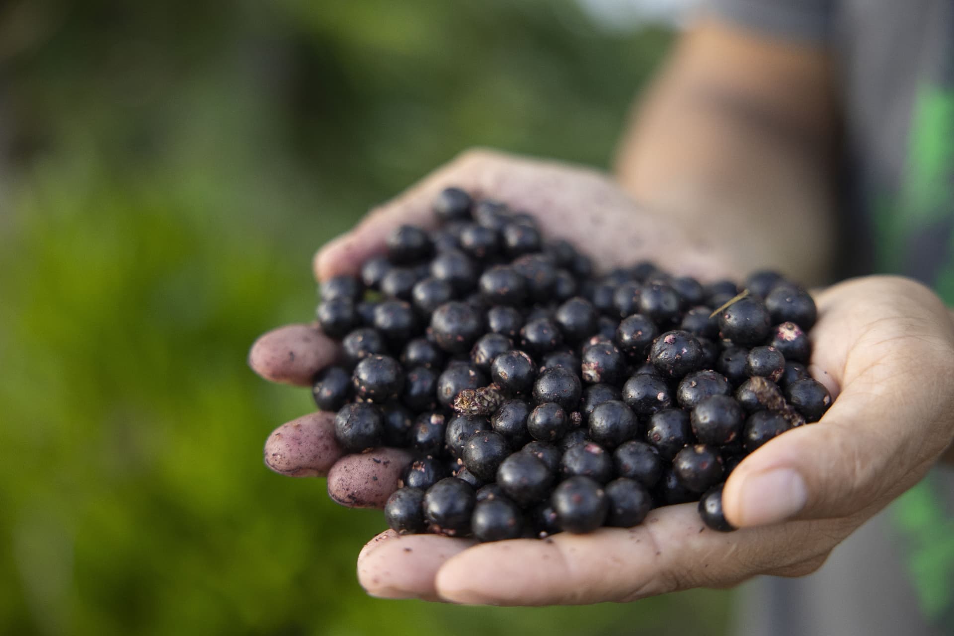 Mãos segurando frutos de açaí maduros