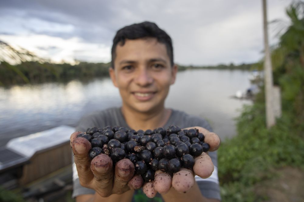 Jovem extrativista mostra as mãos cheias de açaí recém-colhido às margens do rio