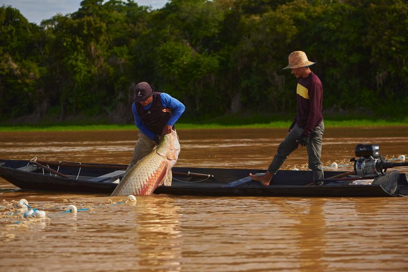 Pescadores retirando um pirarucu manejado da rede em canoa no rio